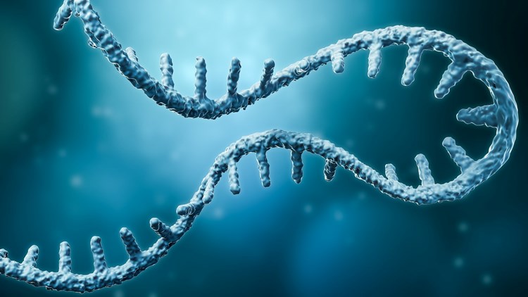 Πώς το mRNA κατάφερε να ανανεώσει το γερασμένο ανοσοποιητικό σύστημα και να γυρίσει πίσω το "ρολόι" των ανοσοκυττάρων